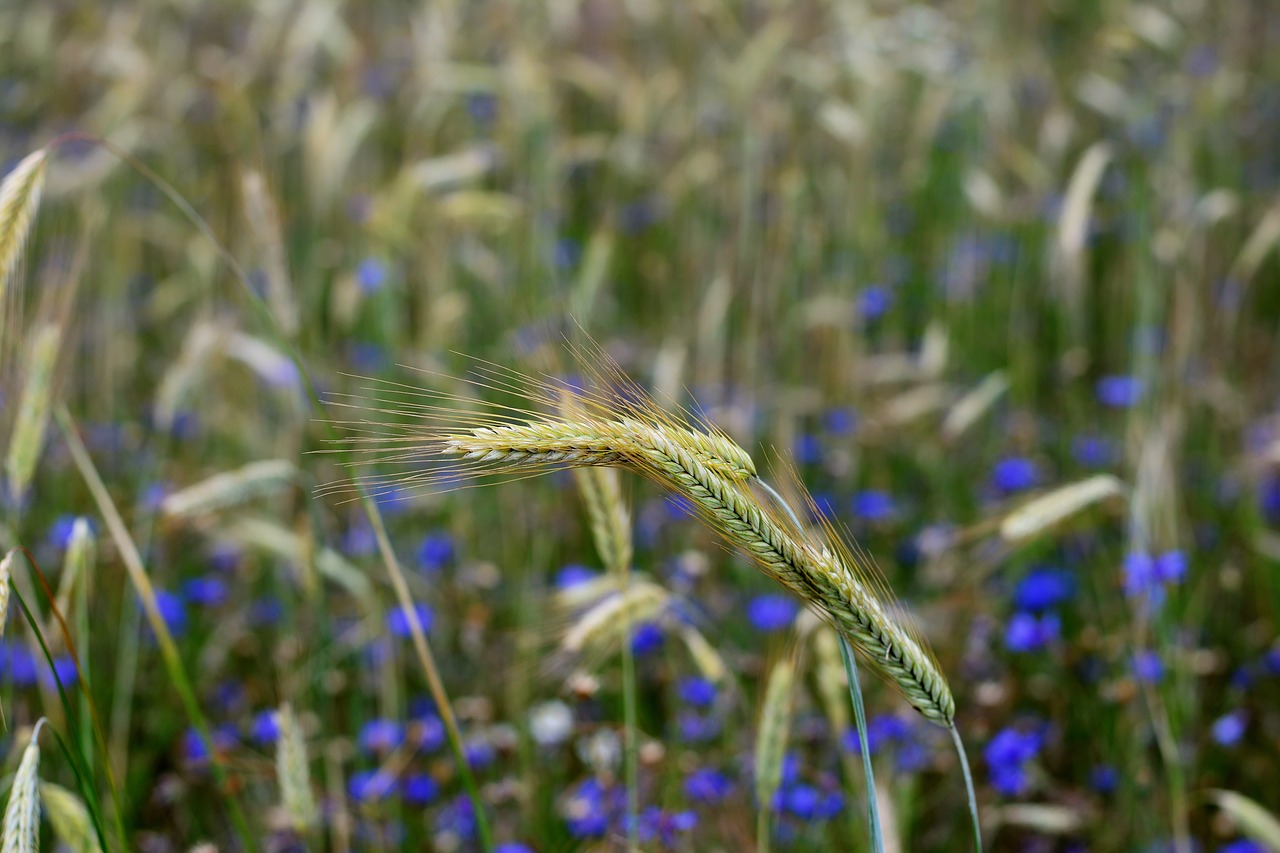 How to Cook with Whole Grains - Recipes and Tips